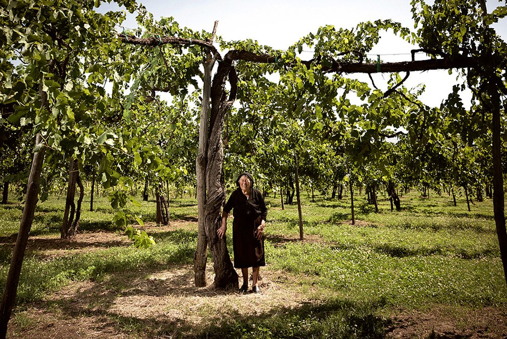 La vigna storica I Patriarchi viti centenarie di Aglianico a piede franco della cantina Feudi di San Gregorio