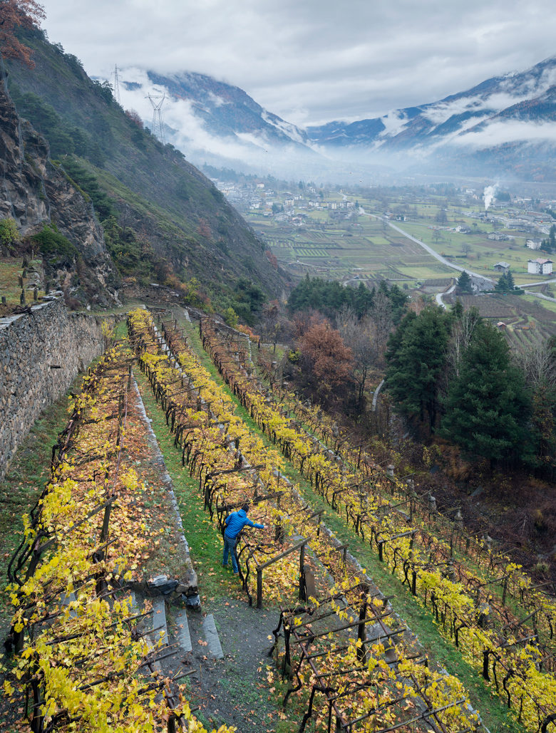 Val d'Aosta - Morgex - Cave du Vin Blanc - Nicola del Negro, enologo e responsabile commerciale, controlla la vigna "Piagne" di uva Priè Blanc