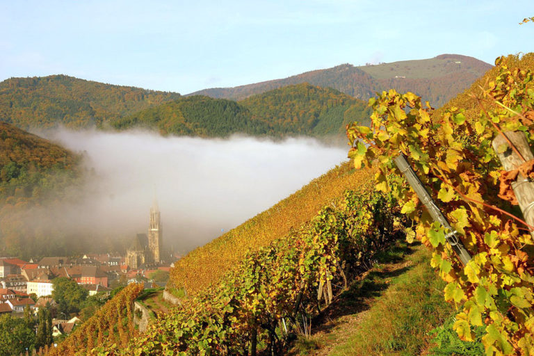 Scopri di più sull'articolo I 10 migliori vini vulcanici al mondo del 2016