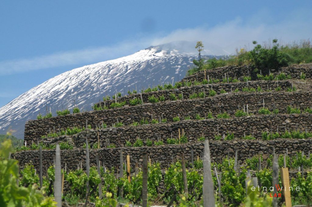 Sicilia, Etna, vigneti terrazzati. foto di Etna Wine lab