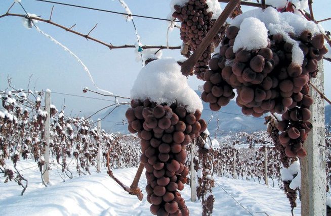 Ice-wine-frozen-grapes