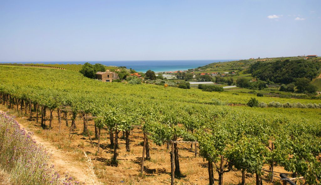 Vigneti della Cantina Tollo