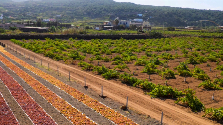 Scopri di più sull'articolo A Pantelleria nella Cantina Bukkuram di Marco De Bartoli