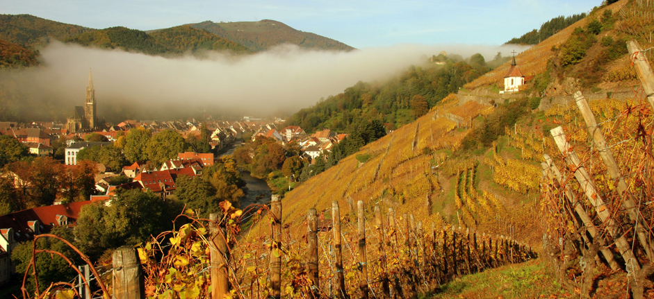 Vigneti in Alsazia. Photo by Norbert Hecht