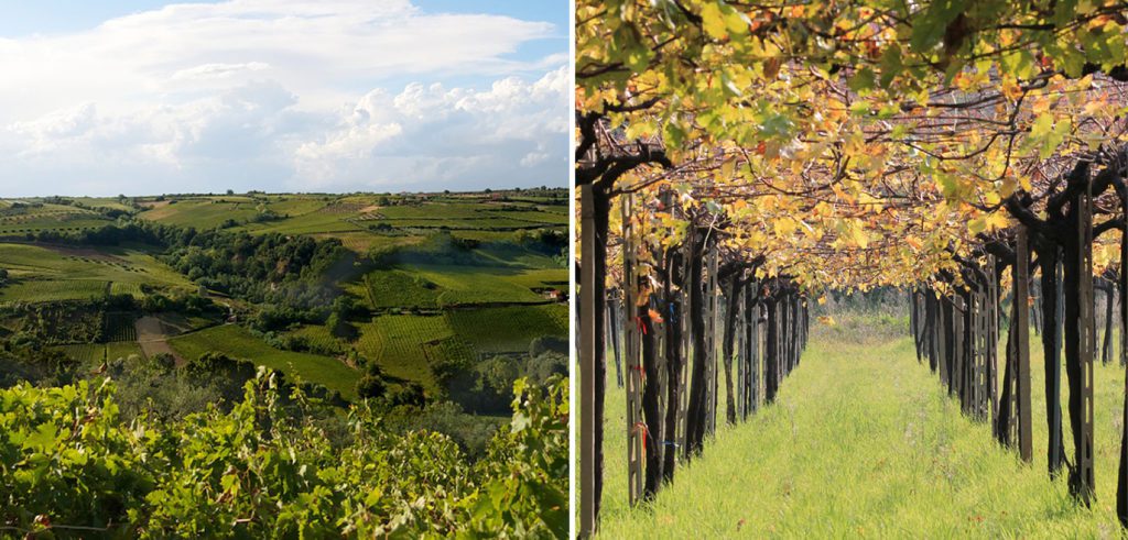 Cantina Tollo. Vigneti a pergola come giardini, che si estendono per oltre 3.000 ettari in un territorio ideale, da sempre vocato alla produzione vitivinicola.