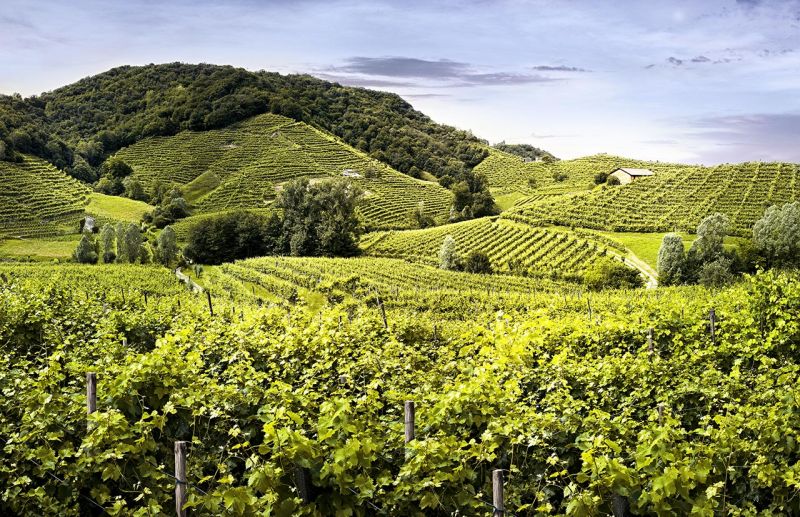 Vigneti sui colli di Conegliano