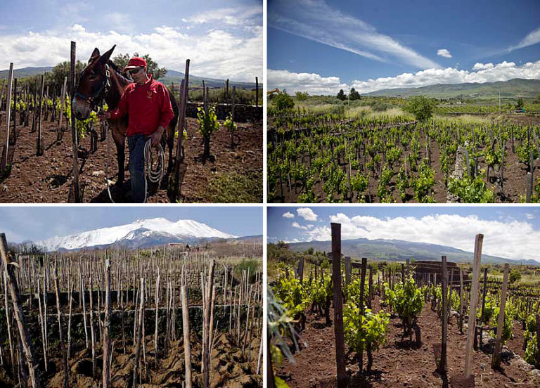 Scopri di più sull'articolo I Vigneri dell’Etna. Vini eroici siciliani nel rispetto delle tradizioni e del territorio