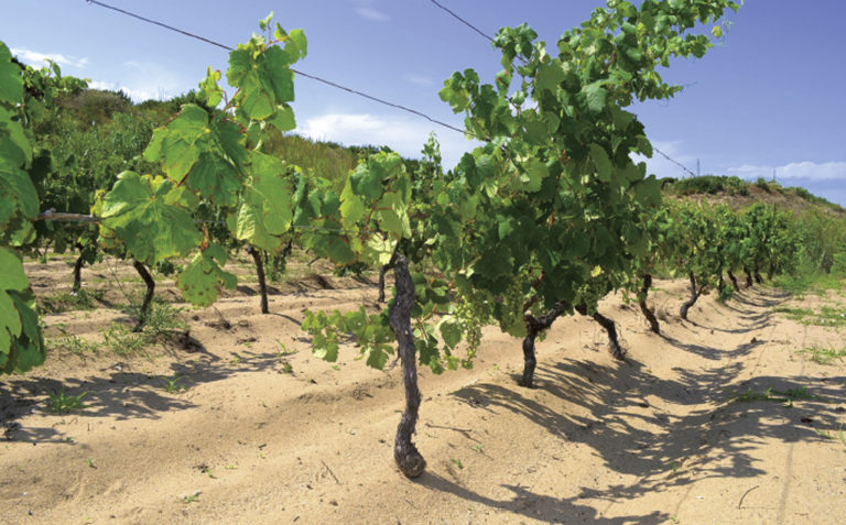 Scopri di più sull'articolo The wines from the sands of Gallura. Products of a quite unique terroir