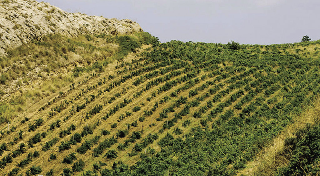 Palermo, Porta del Vento. Perricone, raised at 600 meters above sea level in Camporeale