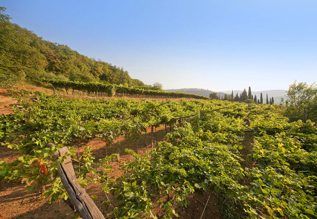 The “Scriani” vineyards are in the heart of the area called Valpolicella Classica and the main, privately-owned ones are situated on a gorgeous hill called “Monte S. Urbano”