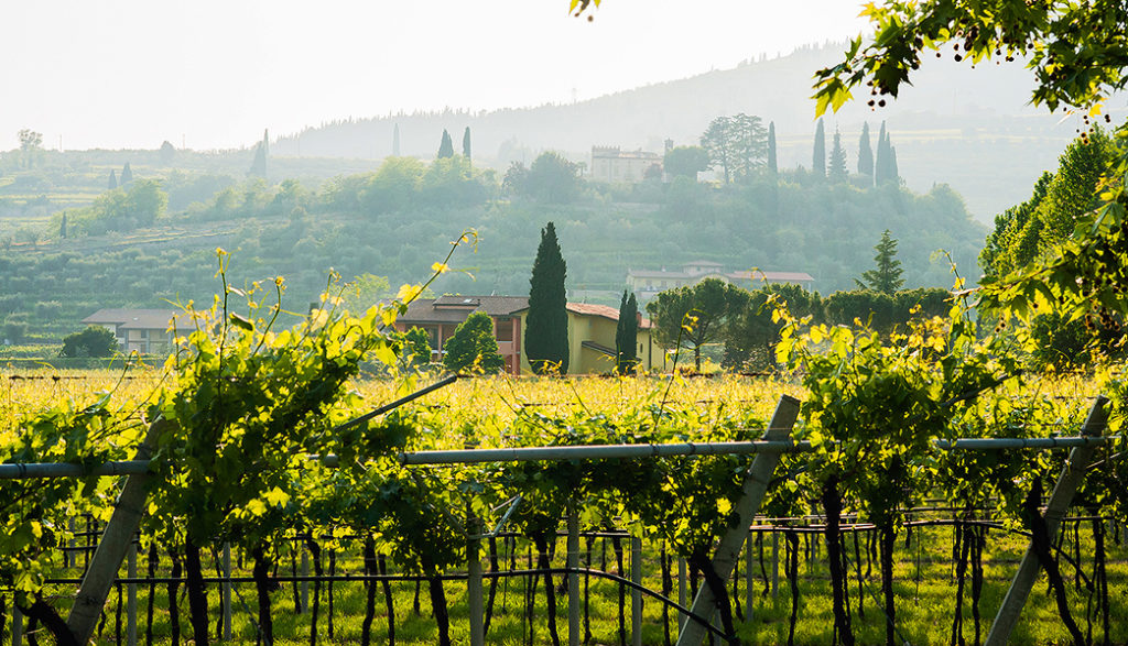 The territories called “Ronchiel” ,“Mandolari”, “Bosco”, “Carpanè” “La costa”, and “Tondin” as well as other smaller lots (all facing the south-east) have vines which are between 9 and 40 years old, aligning the plants in traditional rows and applying the pergola trentina (single or double) cultivation method, which permits a circa 3,000-plant-per-hectar density