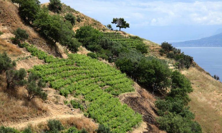 Scopri di più sull'articolo Guida al vino Faro DOC: aromi, abbinamenti e migliori cantine