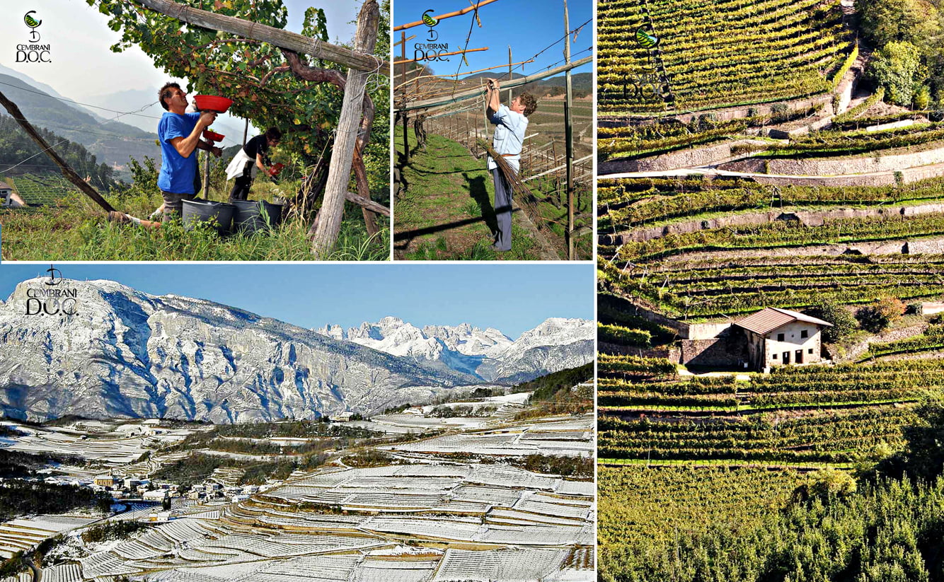 La “viticoltura eroica” praticata da millenni è stata resa possibile grazie ai terrazzamenti sostenuti da migliaia di antichi muri a secco che hanno uno sviluppo complessivo di circa settecento chilometri