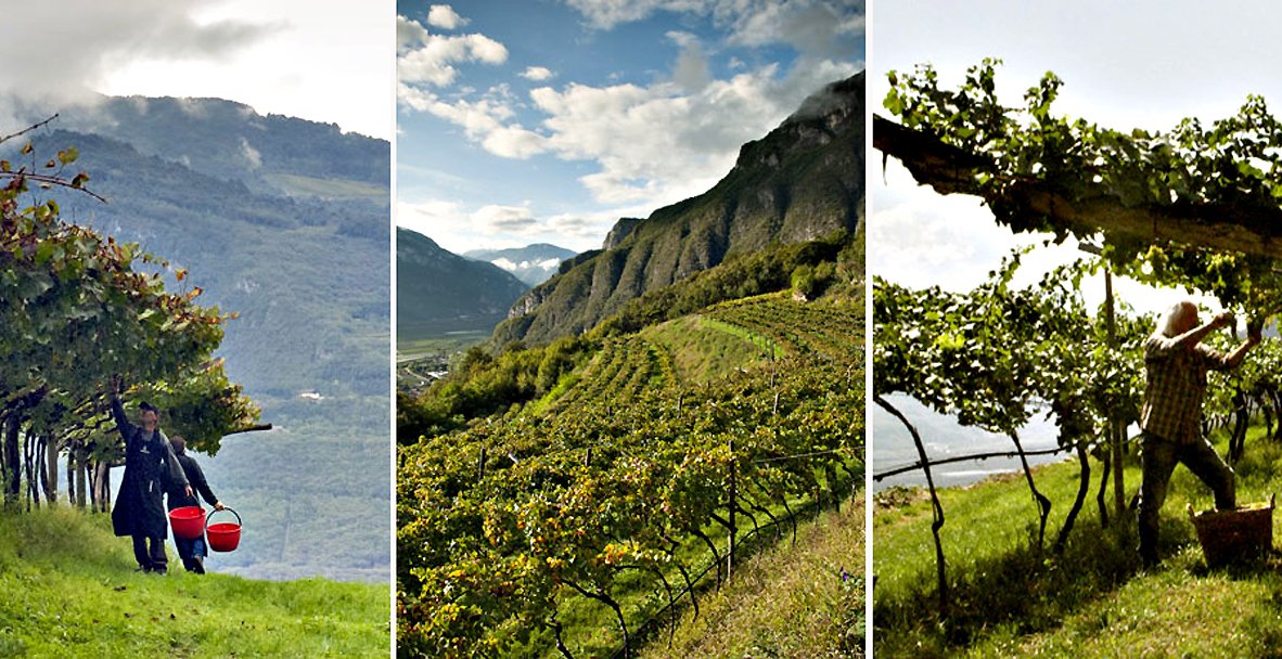 Trento, Cantine Ferrari, vista sui vigneti di montagna