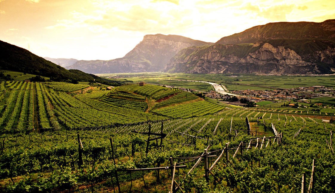 Trento DOC, filari di vigneti