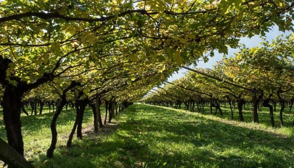 In Veneto nell’azienda agricola Roeno è ancora possibile trovare viti a piede franco sopravvissute alla Fillossera: due appezzamenti sono interamente di vitigni franco di piede le cui uve sono state utilizzate per creare l’edizione limitata di Enantio Riserva Terradeiforti DOC (nella foto il vigneto Enantio)