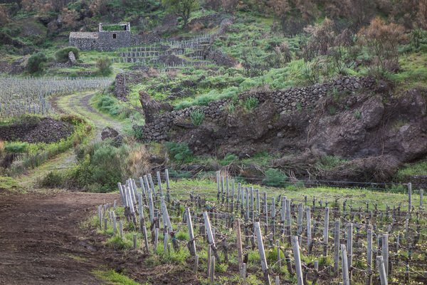 Etna, vigneti a passopisciaro situati-a 1000 metri slm