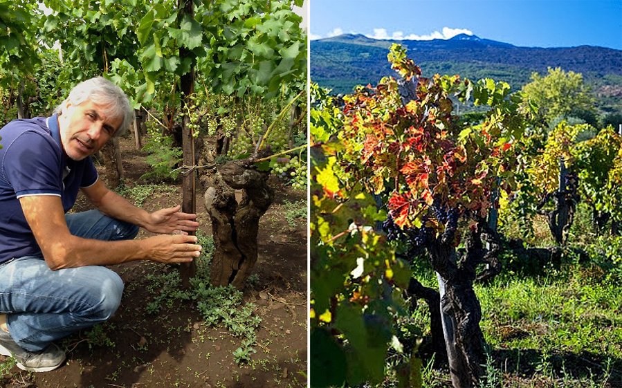 Salvo Foti con le sue viti centenarie sull'Etna