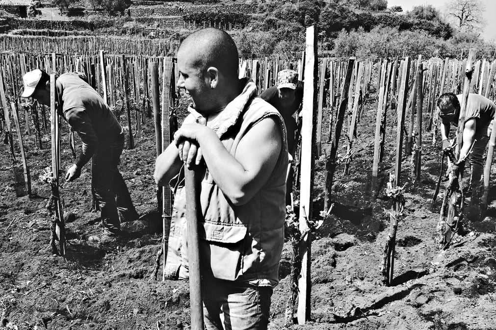 Viticoltori al lavoro nelle vigne dell'Etna