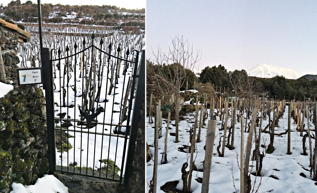 Vigna Bosco sull'Etna è uno dei vigneti più alti d’Europa, 1.300 m sopra il mare, con viti che hanno fino a 200 anni d’età