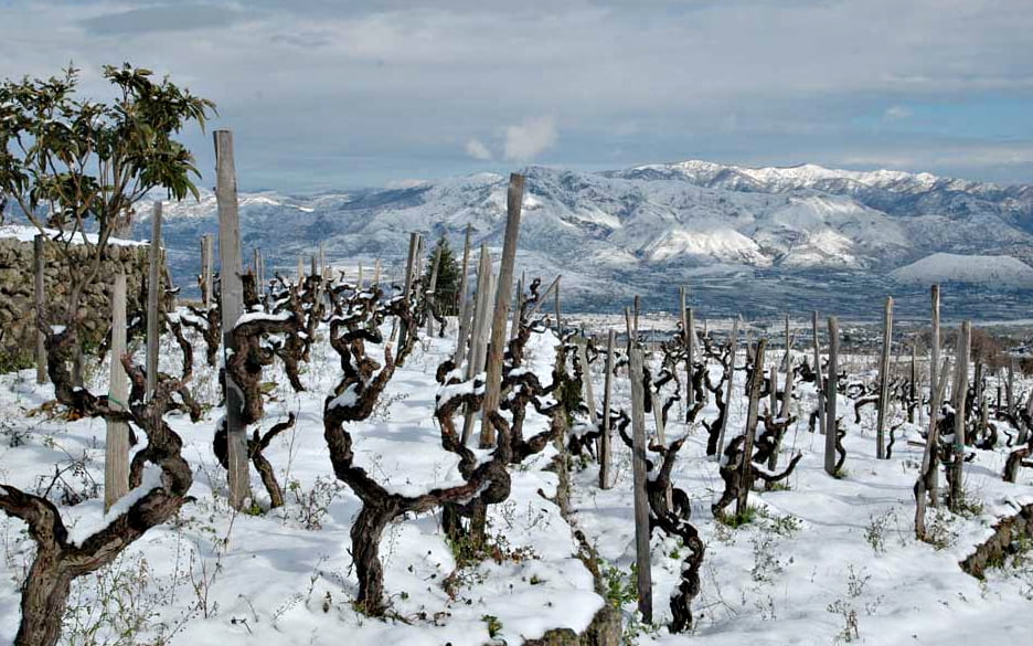 Al momento stai visualizzando La vite centenaria a piede franco: cos’è e perché è rara