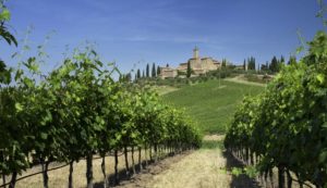 Scopri di più sull'articolo I migliori vini italiani secondo Vinitaly