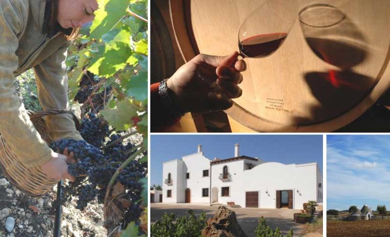 Scopri di più sull'articolo Guida al Primitivo di Manduria