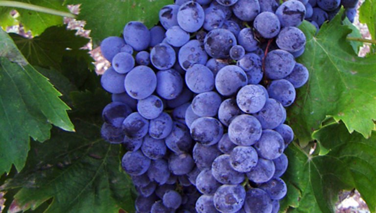 Scopri di più sull'articolo Alla scoperta delle anime del Nero d’Avola in 4 cru firmati Gulfi