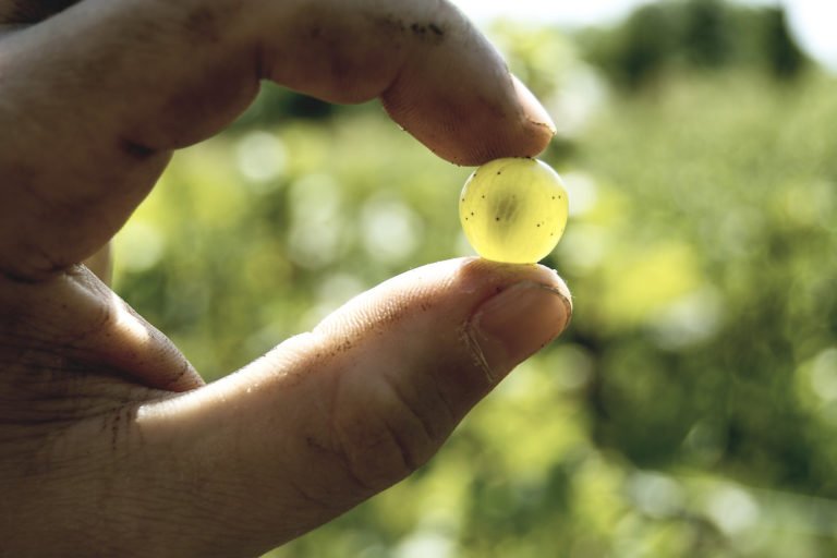 Scopri di più sull'articolo Ritorna VAN to Rome la fiera dei Vignaioli Artigiani Naturali