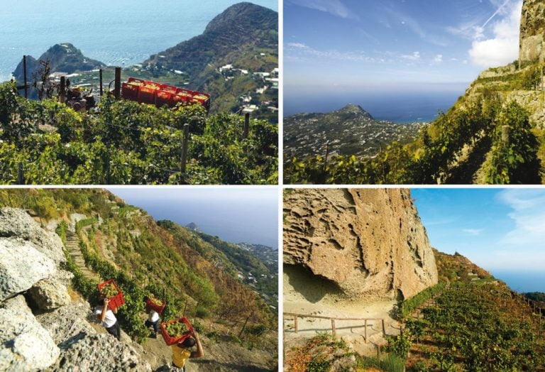 Scopri di più sull'articolo Viaggio tra i vigneti più belli del mondo