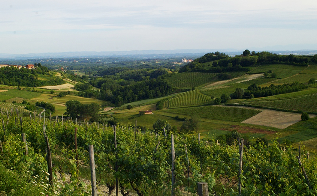 Panoramica dei vigneti del vino Albugnano DOC