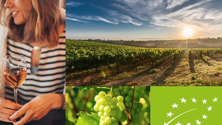Scopri di più sull'articolo Vino biologico: guida sintetica con tutto quello che c’è da sapere