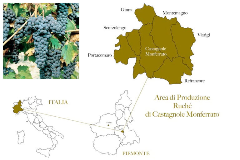 Scopri di più sull'articolo Ruchè, un raro vitigno autoctono del Piemonte. Il museo, la storia e le caratteristiche