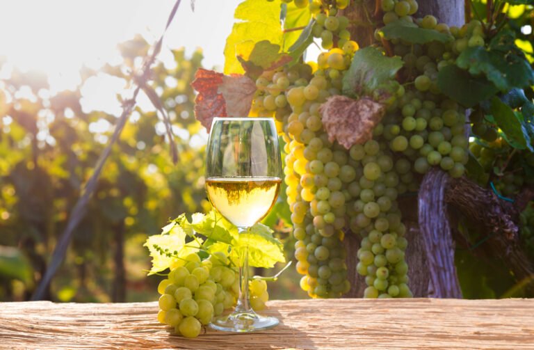 Scopri di più sull'articolo Grillo Doc Sicilia: vino ideale per l’estate. Caratteristiche, abbinamenti e cantine