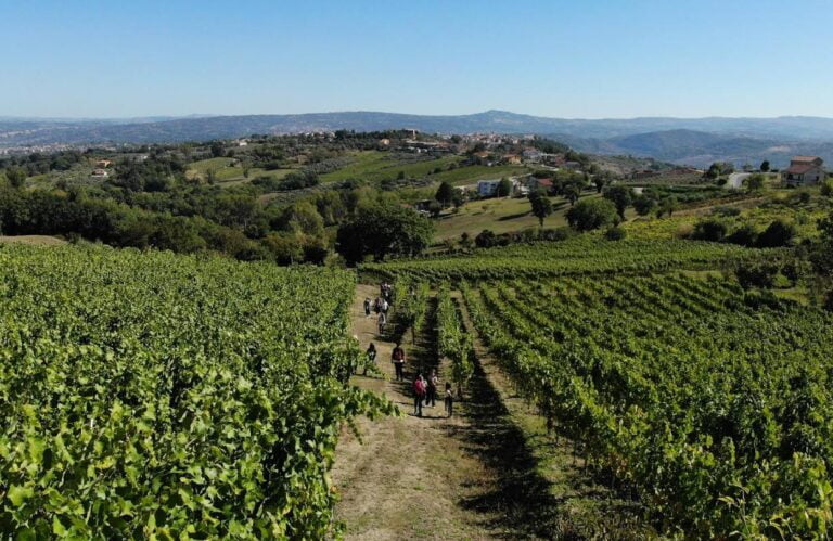 Scopri di più sull'articolo Fiano Love Fest 2024: a Lapio tre giorni di enogastronomia, musica popolare, tradizioni e visite guidate