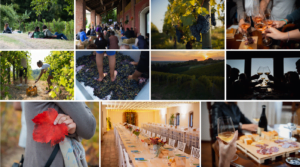 Scopri di più sull'articolo Autunno Pavese Tour e Fiera, un viaggio alla scoperta del territorio e dei sapori pavesi