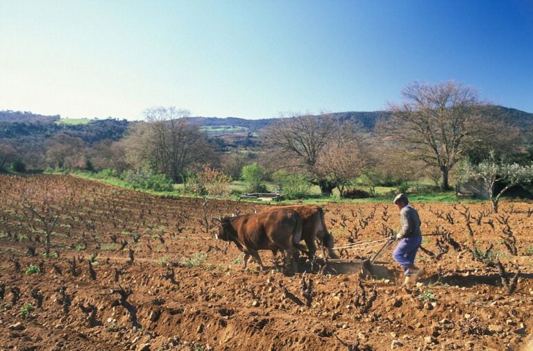 Scopri di più sull'articolo Guida gastronomica della Sardegna