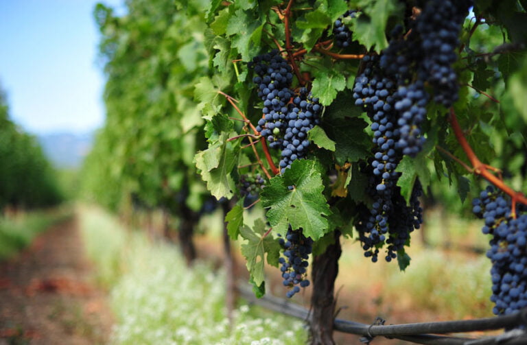 Scopri di più sull'articolo Anticipazione migliori vini del Lazio 2024 – Tre bicchieri del Gambero Rosso