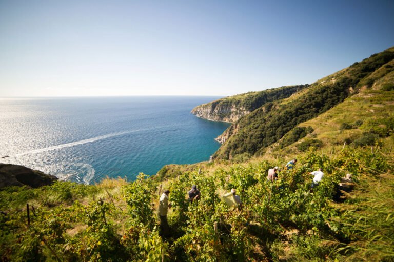 Scopri di più sull'articolo Mondial des Vins Extrêmes 2023 | I migliori vini eroici italiani premiati