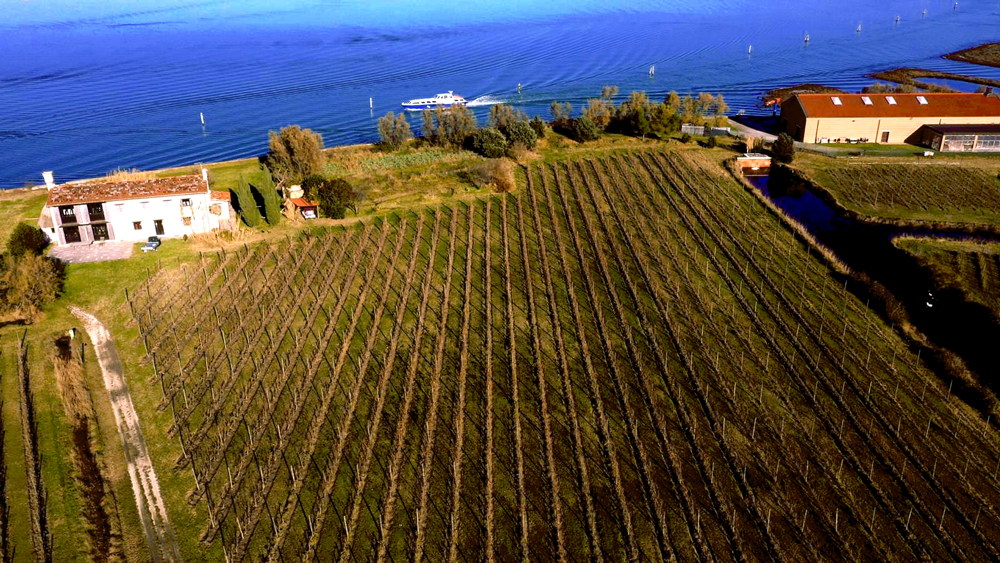 Cantina e vigneto orto di venezia