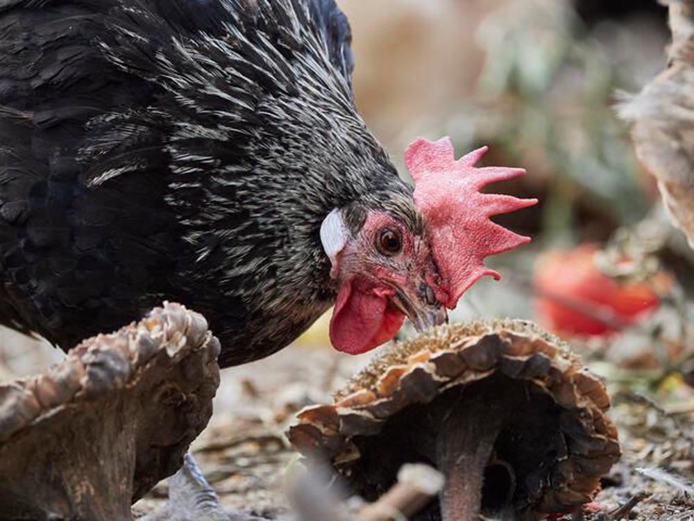 Pollo romagnolo presidio slow food