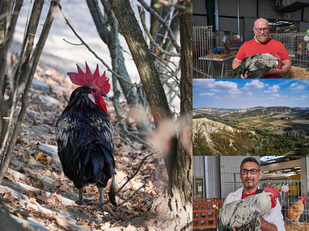 Pollo romagnolo tutelato da zannon e montanari