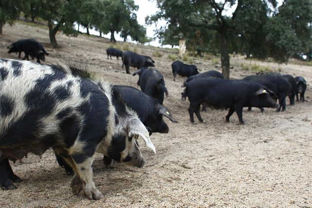 Suino sardo presidio slow food razza autoctona sarda salvata dall'estizione