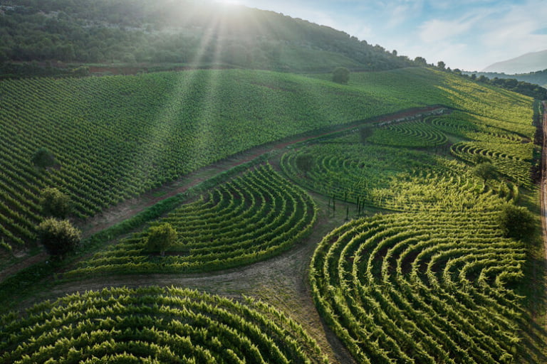 Scopri di più sull'articolo Limito: il più grande vigneto-labirinto al mondo dove si produce il vino bevuto dagli antichi romani