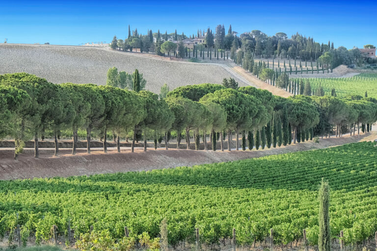 Scopri di più sull'articolo Calici di Stelle 2024: da Carpineto una caccia al tesoro etrusco fra i vigneti della Tenuta di Montepulciano