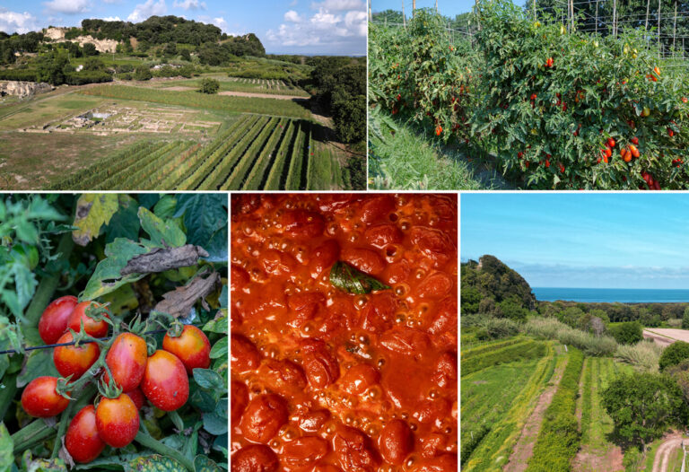 Scopri di più sull'articolo Campania: alla scoperta del Pomodoro Cannellino Flegreo che cresce all’interno di un Parco Archeologico