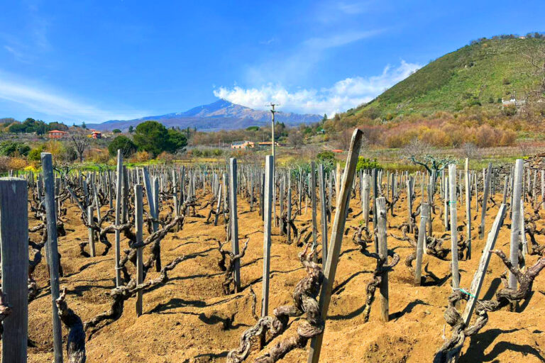 Scopri di più sull'articolo Etna Days: 120 produttori, 500 etichette e oltre 40 giornalisti. I numeri dell’evento del Consorzio tutela Vini Etna Doc