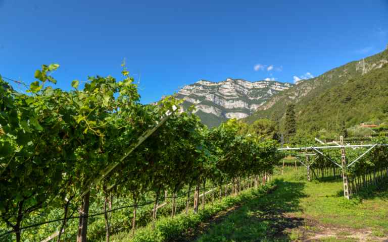 Scopri di più sull'articolo Il Monte Baldo trentino: dialogo tra viticoltura e paesaggio di montagna con il professore Attilio Scienza