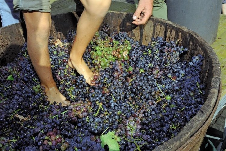 Scopri di più sull'articolo Pachino: dal 20 al 22 settembre la Stazione del Vino diventa protagonista per la terza edizione della Festa della Vendemmia