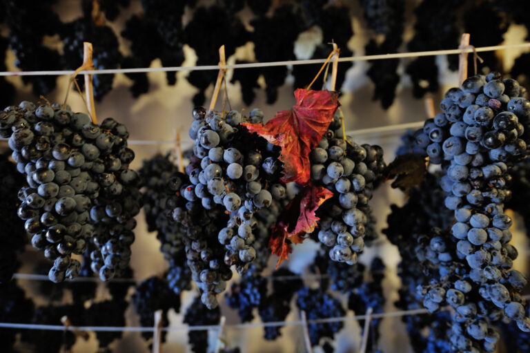 Scopri di più sull'articolo Vernaccia di Serrapetrona: il raro spumante rosso con 3 fermentazioni